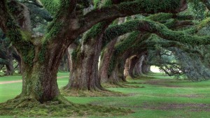 Oak-Alley-Plantation-3-1024x576