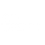 DigitalInsyte